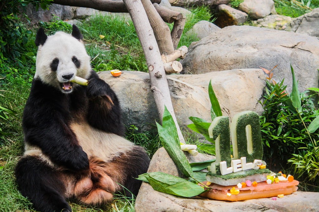 10-year-panda